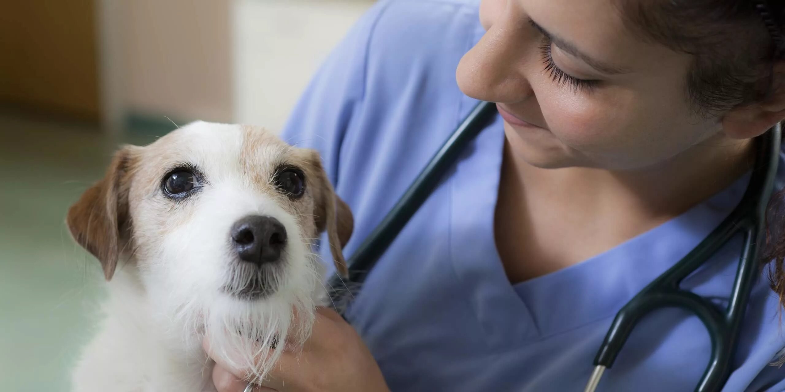 Ветеринар. Лечебная собака. Терапия щенками. Животные у ветеринара. 4 pets care