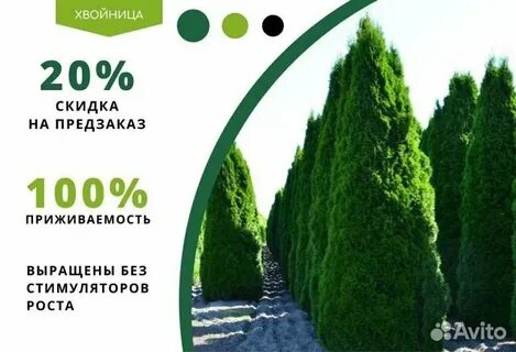 Хвойница отзывы