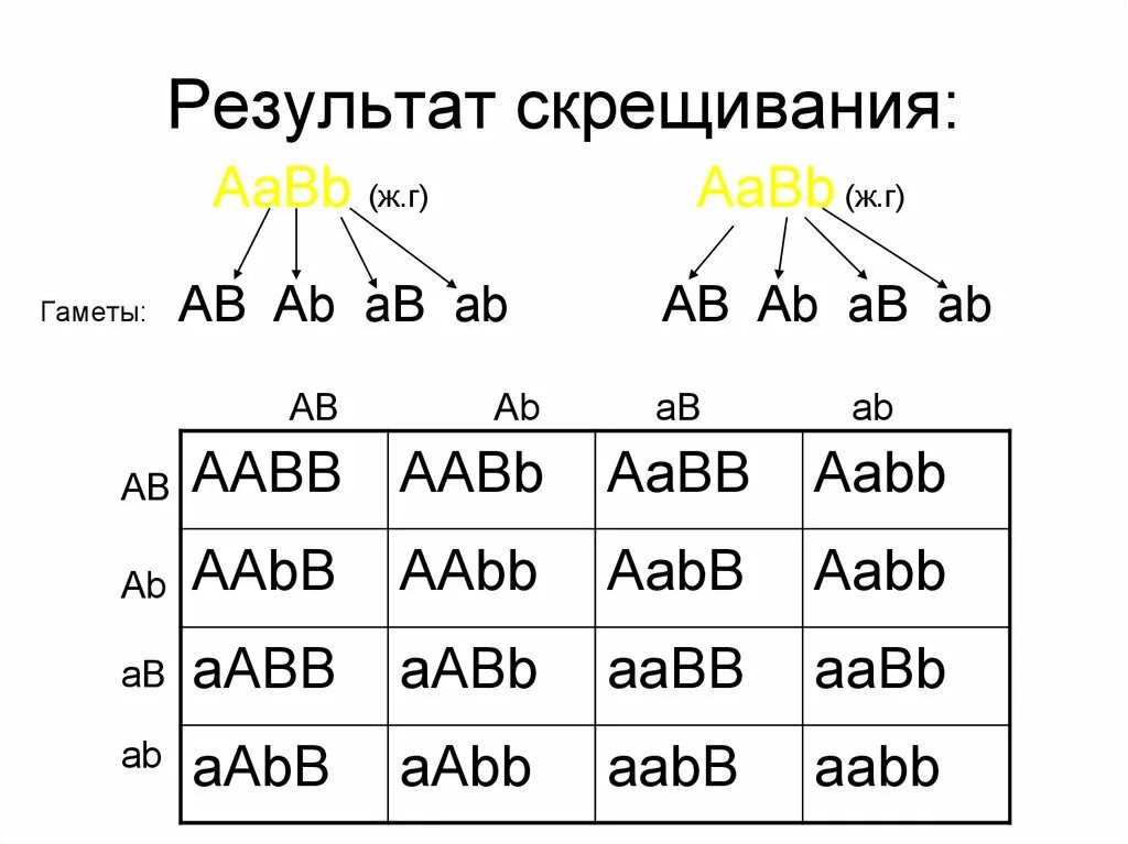 Определите количество типов гамет при дигибридном скрещивании. Дигибридное скрещивание AABB AABB. Дигибридное скрещивание 1:1:1:1. AABB AABB скрещивание генотип. AABB гаметы.