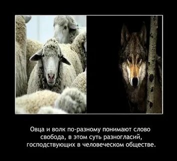 Волки заблудшая барашка песня