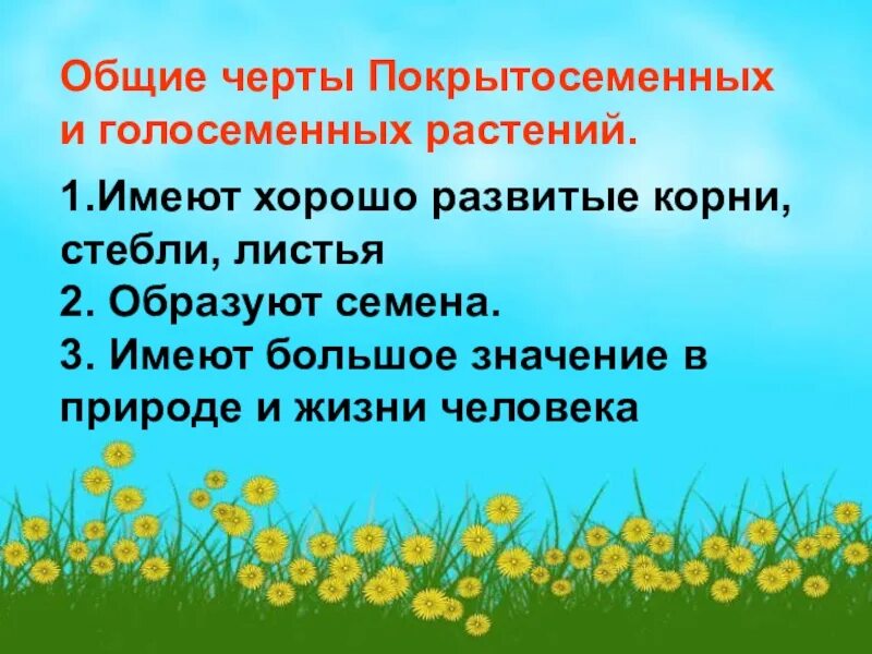 Строение голосеменных и покрытосеменных. Общая характеристика покрытосеменных. Общие черты голосеменных и покрытосеменных. Общие черты покрытосеменных и голосеменных растений. Покрытосеменные в жизни человека и в природе.