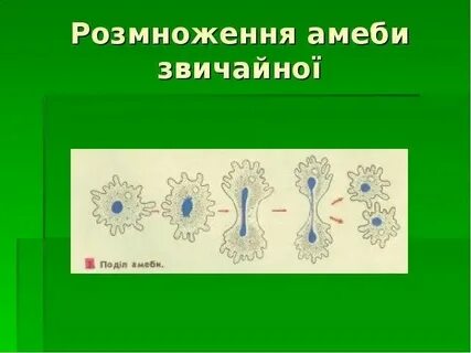 Амеба протей размножается