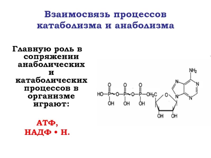 АТФ И НАДФ. Роль анаболических процессов. Процессы катаболизма. Катаболизм АТФ. Углевод в составе атф