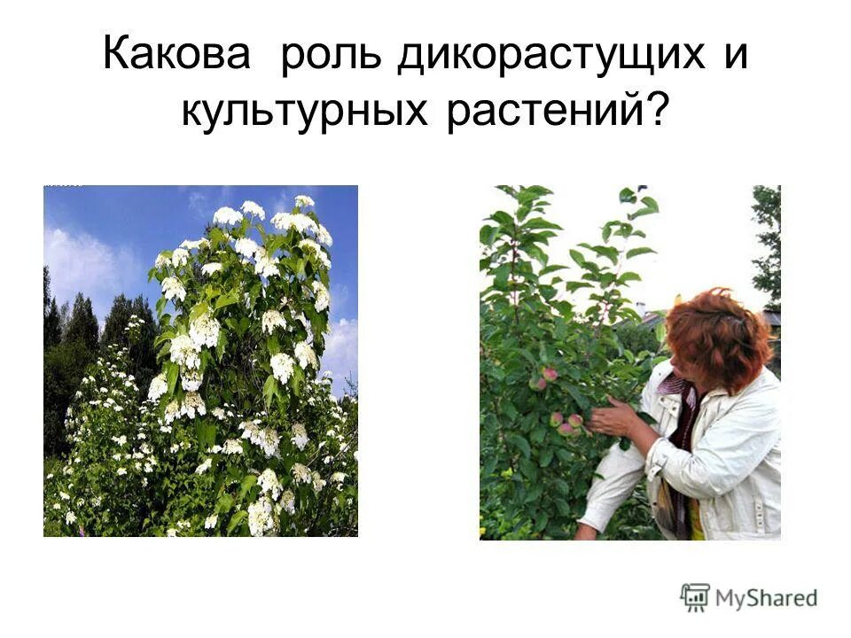 лекарственные культурные растения. дикие и культурные растения. роль дикорастущих растений. дикорастущие растения с описанием. дикорастущие растения деревья.