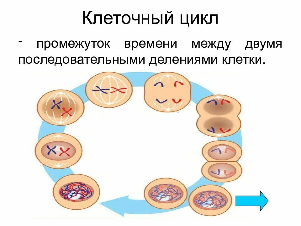 Деление клетки митотический цикл. Жизненный цикл митоз. G2 стадия клеточного цикла. Клеточный и митотический циклы. Митоз схема g1.