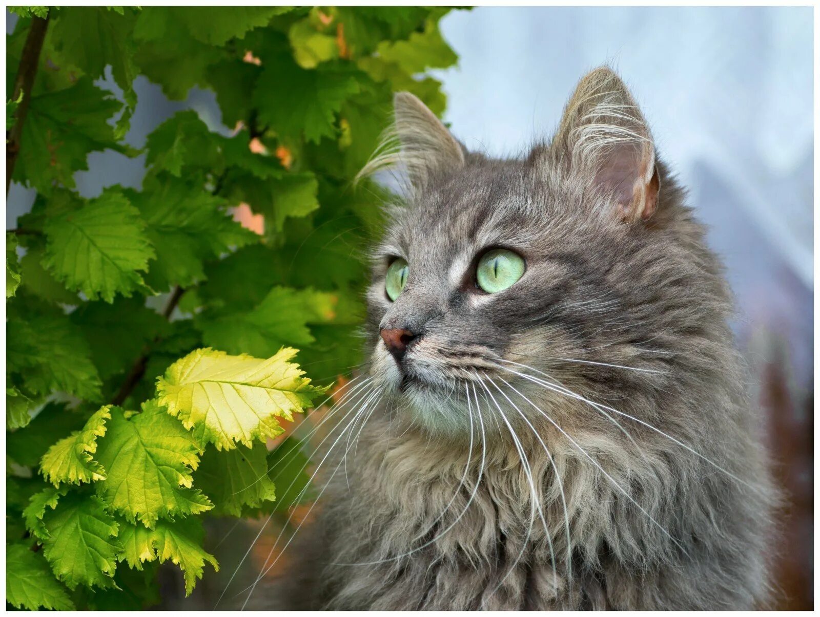 Кошки сиб. Сибирская кошка дымчатая. Сибирский-Мейн кун кот серый. Сибирский кот и Мейн кун. Нибелунги Мейн кун.