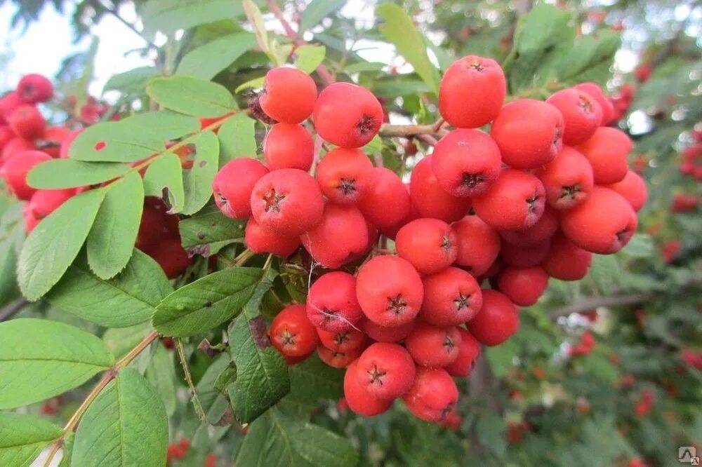Вкус горькой рябины. Рябина кашемировидная. Вкус горькой рябины. Рябина sorbus aucuparia. ).
