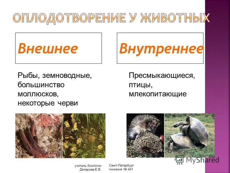 эволюционное древо развития животных. млекопитающие и пресмыкающиеся и земноводные. пресмыкающиеся насекомые. моллюски земноводные пресмыкающиеся. пресмыкающиеся птицы.