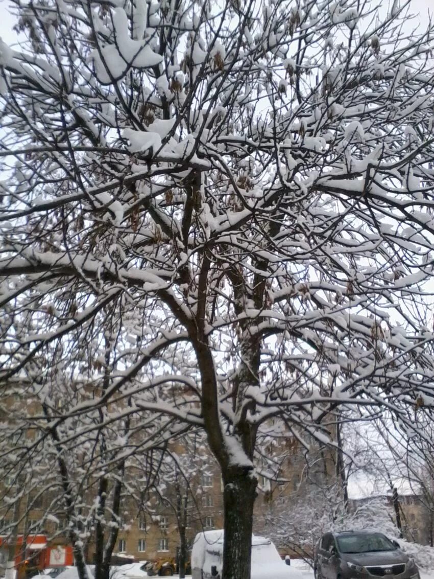 был уже весенний месяц март однако. деревья трещали от холода. февральские морозы. зима мороз город. деревья трещали от холода.
