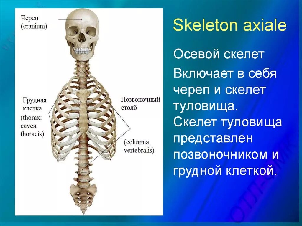 Скелет включает в себя следующие отделы. Осевой скелет строение анатомия. Кости скелета туловища. Осевой скелет человека (череп, позвоночник, грудная клетка). Осевой скелет 8 класс биология.