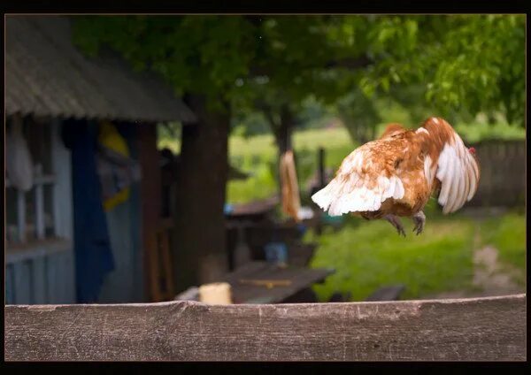 Как подрезать курам крылья чтобы не летали. Курица летит. Летящая курица фото. Куры летают через забор. Подрезать Крылья курам.