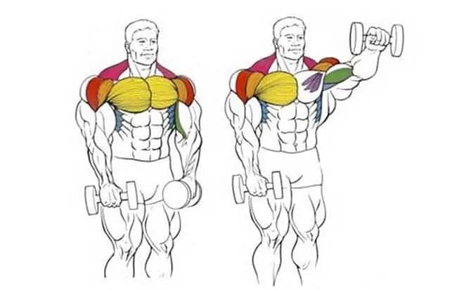 Махи гантелей на среднюю дельту сидя. Подьемштанги перед собой. Упражнения на среднюю дельту плеча. Упражнения на среднюю дельту плеча. Передняя дельта упражнения.