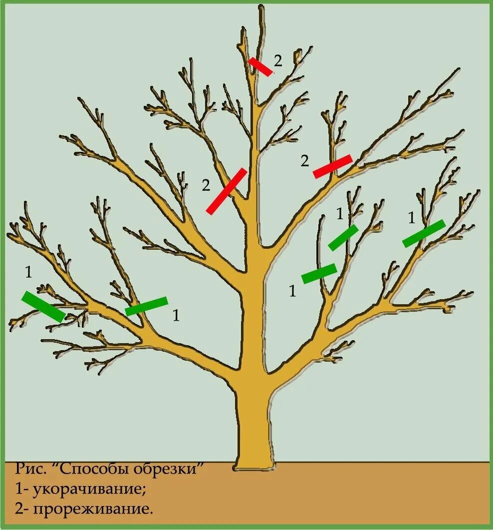 Обрезают ли деревья осенью