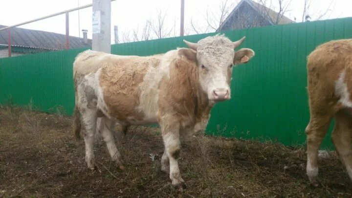 Авито продам бычка
