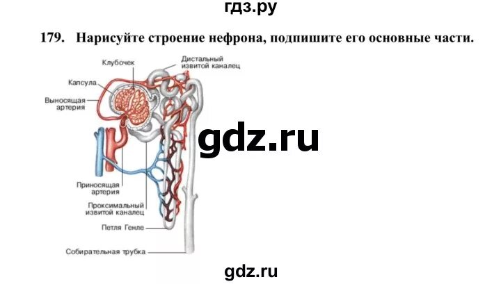 Гдз по биологии 8 класс рабочая тетрадь Сонин номер 179. Гдз биология 8 класс Сонин. Факты биология 8 класс