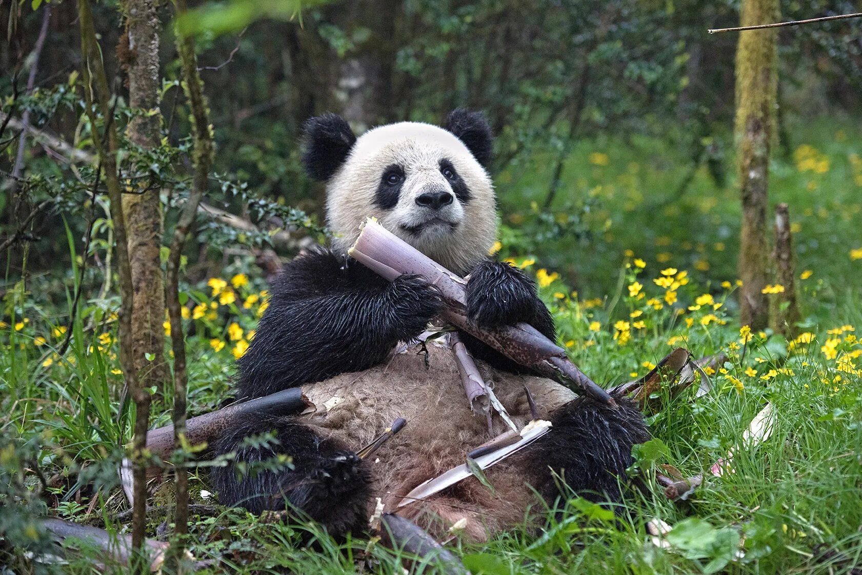 Pandas windows