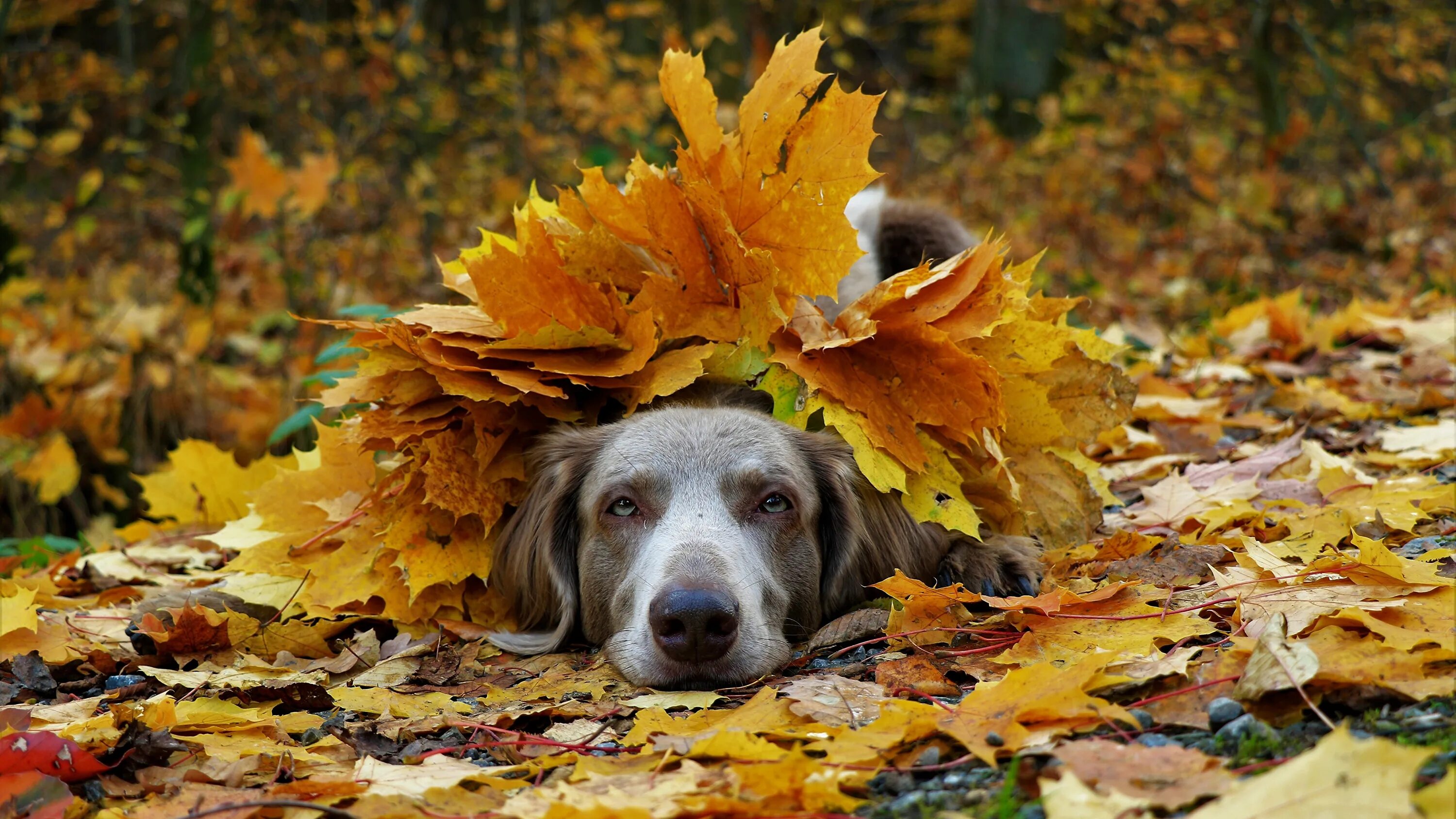 Он любит играть листьями. Осень животные. Собака осень. Собака в листве. Осень с животными.