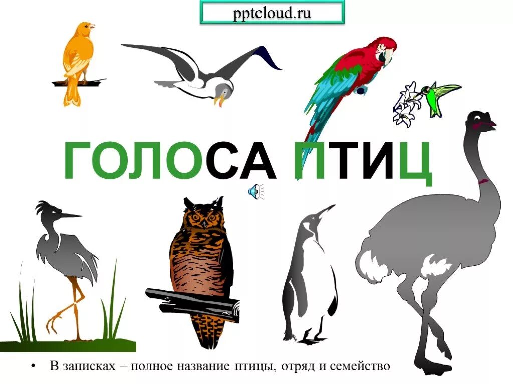 Звуки птиц с названиями. Голоса птиц. Голоса птиц с названиями. Аудиозапись голоса птицы. Голоса птиц для детей презентация.