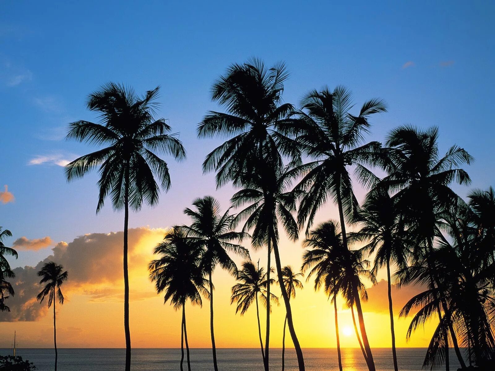 Остров обои айфон. Тропики Ямайки. Сансет Бич пальмы. Пальма. Пейзаж с пальмами.