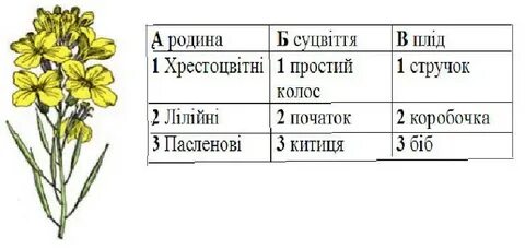 Установите соответствие название растения