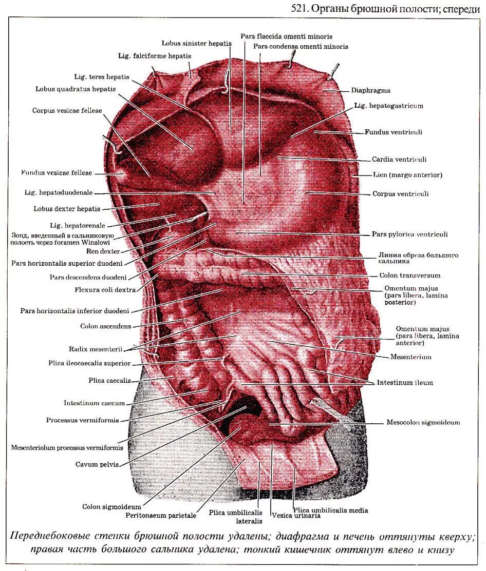 Брюшная полость строение анатомия. Анатомия брюшной полости женщины схема. Схема органов брюшной полости человека с описанием. Анатомический атлас брюшная полость женщины.