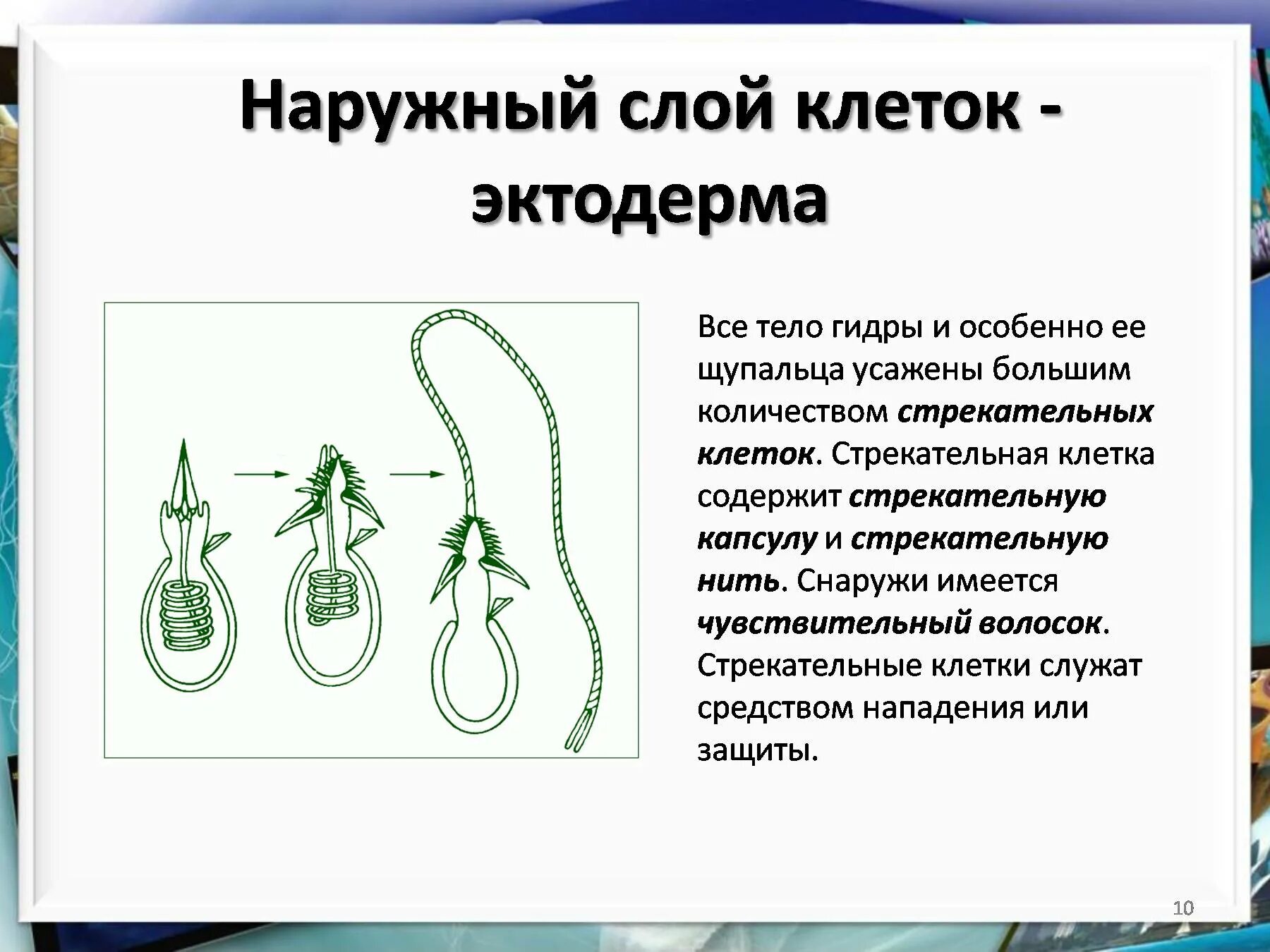 Наличие стрекательных клеток характерно для