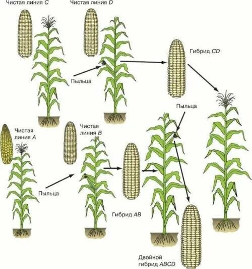 Скрещивание представителей чистых линий метод. Гетерозис кукурузы. Двойная Межлинейная гибридизация кукурузы. Межлинейная гибридизация кукурузы. Межлинейное скрещивание растений.