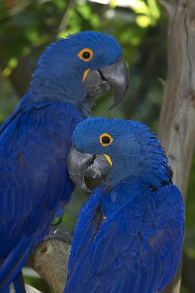 Синяя ария. Гиацинтовый ара. Голубой попугай. Серо-голубой гиацинтовый ара. Говорящие попугаи.