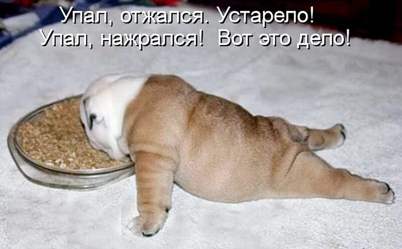 Какой бы не была домашняя