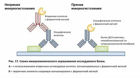 Первичное антитело