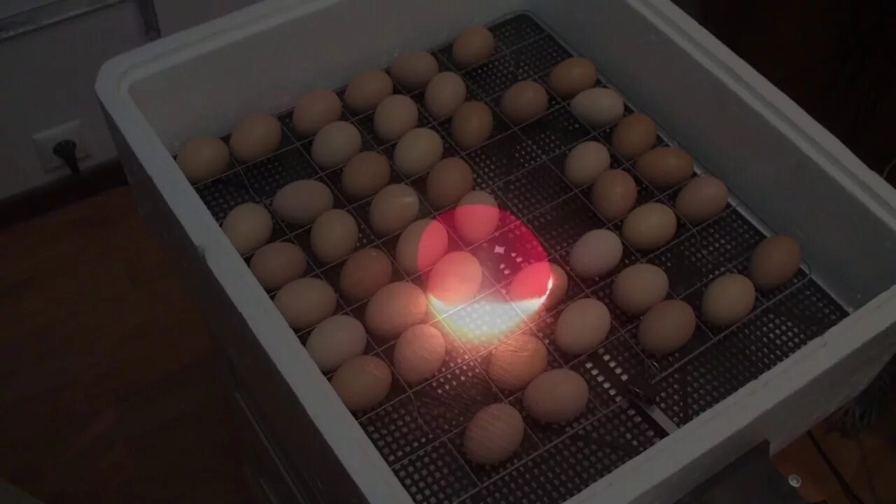 Фото яиц в инкубаторе по дням. Инкубационное яйцо овоскопирование. Овоскопирование мускусной утки. Инкубация мастер грей. Овоскопирование яиц перепелок.