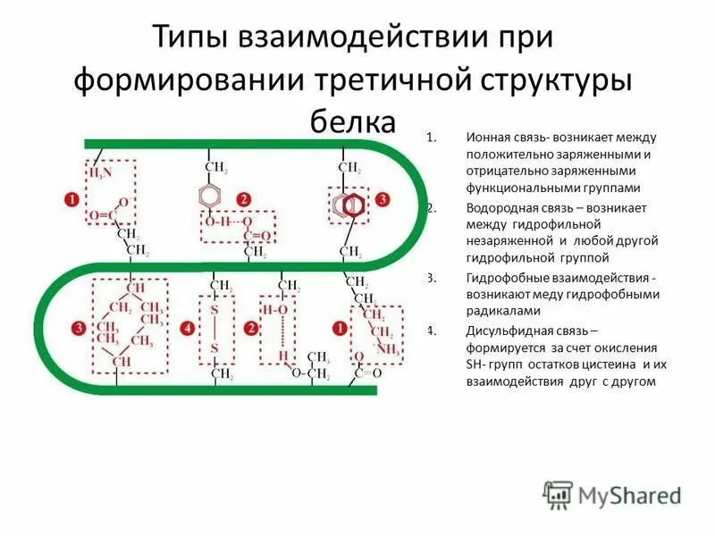 Устойчивость третичной структуры обеспечивается. Устойчивость третичной структуры обеспечивается
