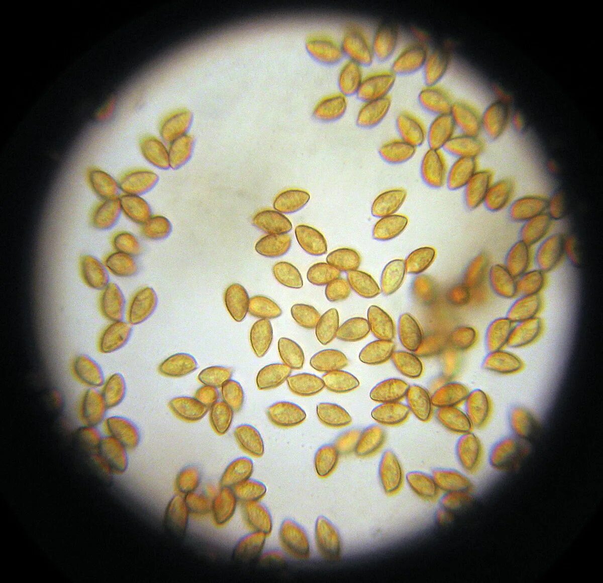 Споры грибов семена. Споры грибов микроскопия. Споры гриба микроскопия. Споры шляпочных грибов под микроскопом. Споры грибов в Кале микроскопия.