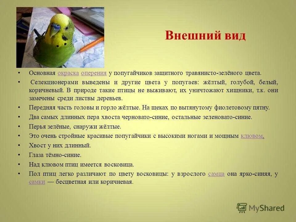 Мы в ответе за тех, кого приручили