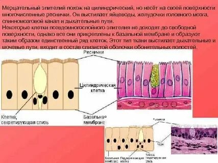 Особенности строения клеток железистого эпителия
