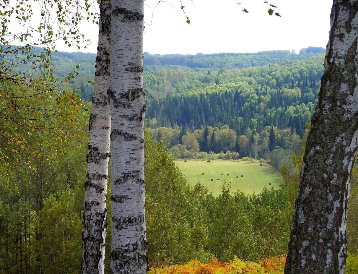 Природного родного края. Салаирский Кряж Кузбасс. Салаирский Кряж природа. Отроги Салаирского кряжа. Салаирский Кряж Маслянино.