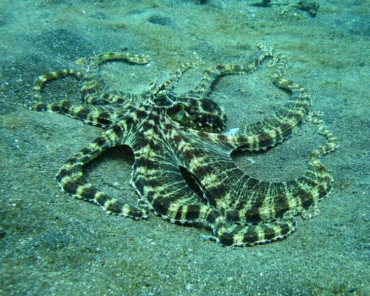 Мимикрирующий индонезийский осьминог. Мимикрия осьминога. Осьминог mimic Octopus. Thaumoctopus mimicus.