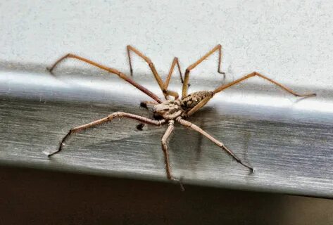 Home spider