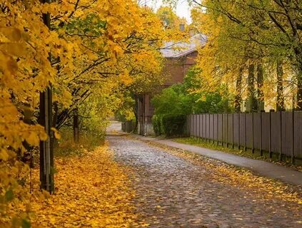 На улице золотая осень