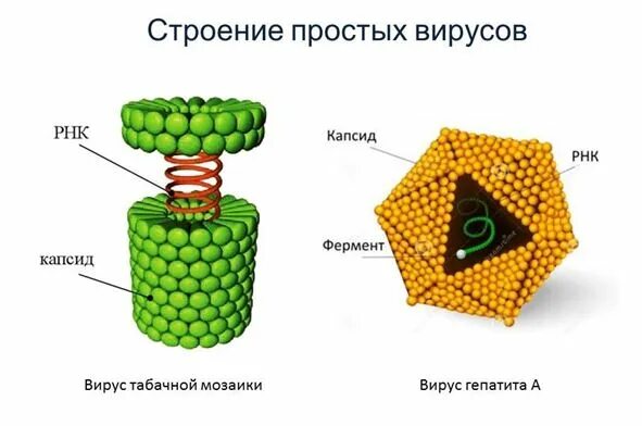 Строение вирус на примере вируса табачной мозаики Нуклеиновые кислоты наследственный материал вирусов