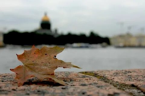 Листва петербург