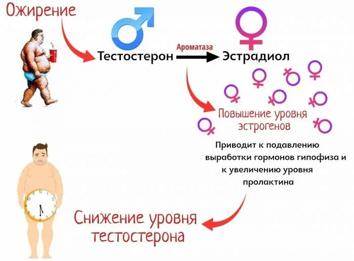 Повышение тестостерона у мужчин. У мужчин тестостерона у женщин какой гормон. Тестостерон функции гормона. Тестостерон и ожирение у мужчин. Тестостерон у женщин.