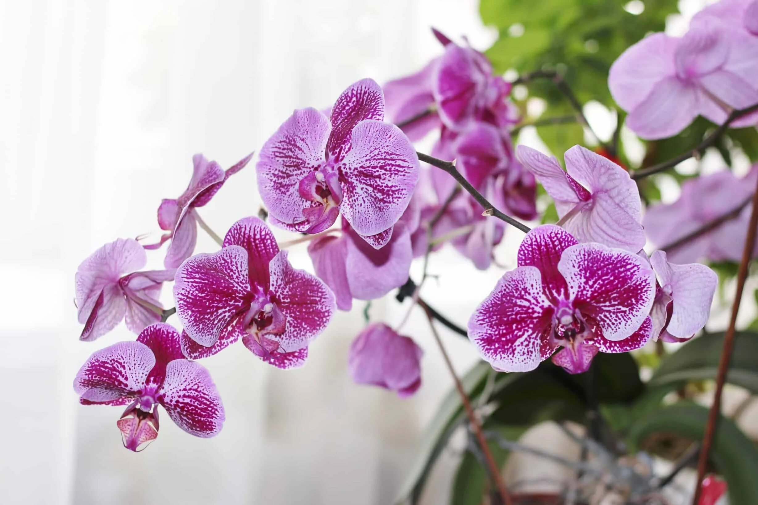 Фаленопсис вондерфул. Орхидея phalaenopsis cleopatra. Орхидные фаленопсис. Фаленопсис amabilis. Орхидные фаленопсис.