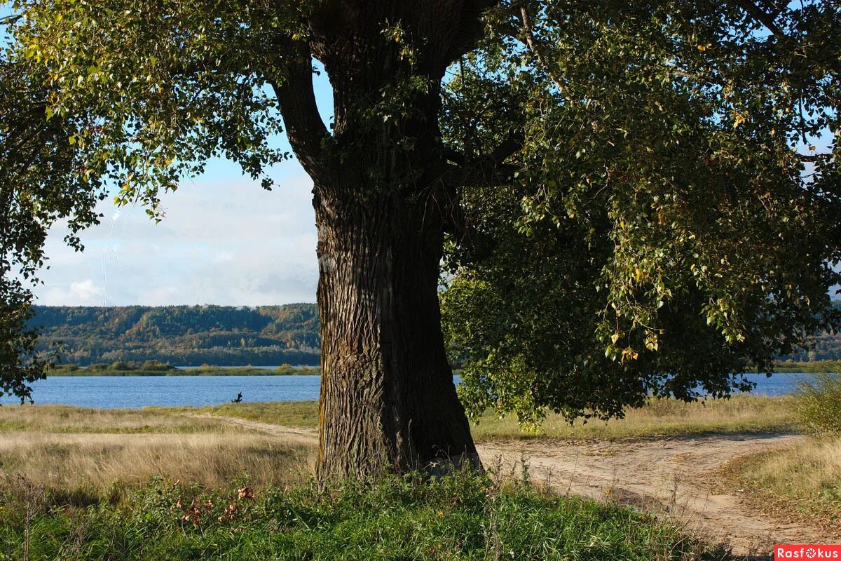 старинные тополя. старый осокорем. старый тополь дерево. деревья в степи. тополь во владимирской области.