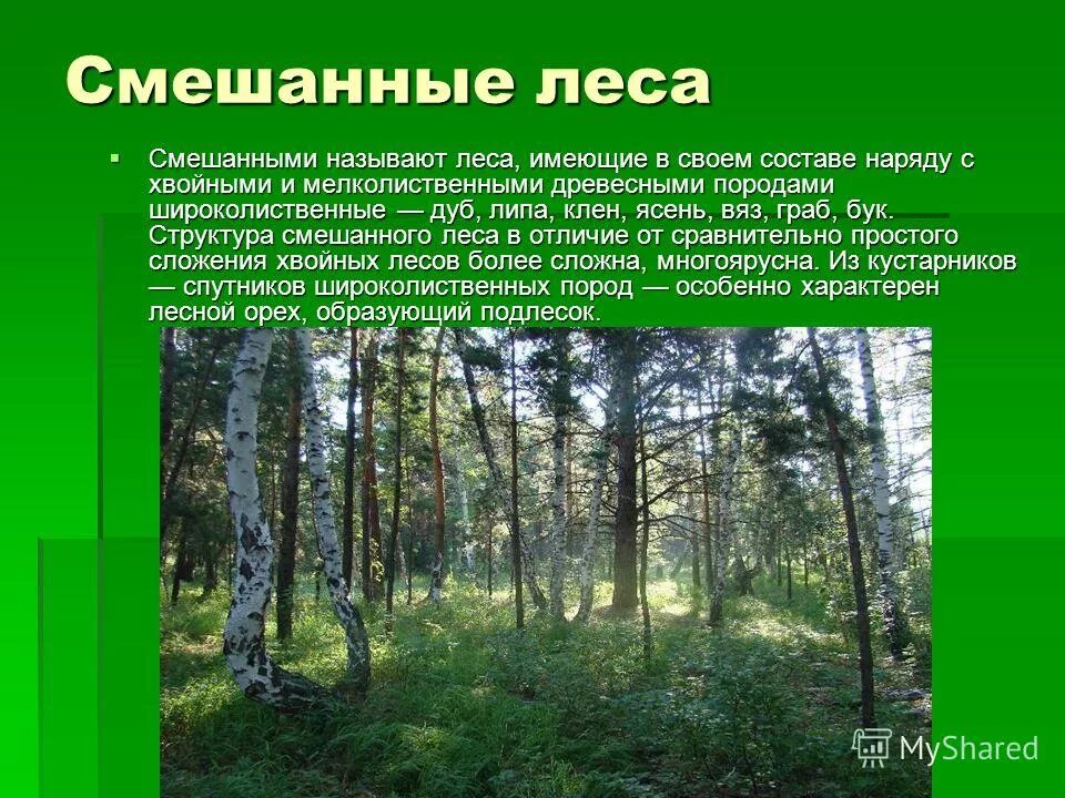 Широколиственные леса зоны в России. Зона лесов смешанные широколиственные. Проект на тему смешанные леса. Презентация на тему лес.