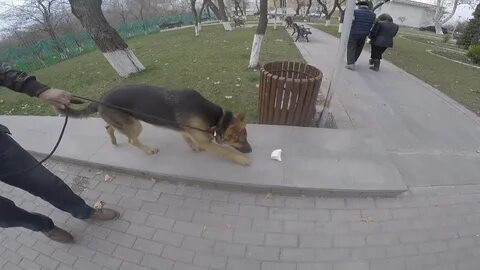 Собака подбирает еду на улице