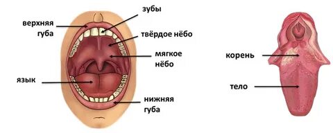 Язык мягкого неба