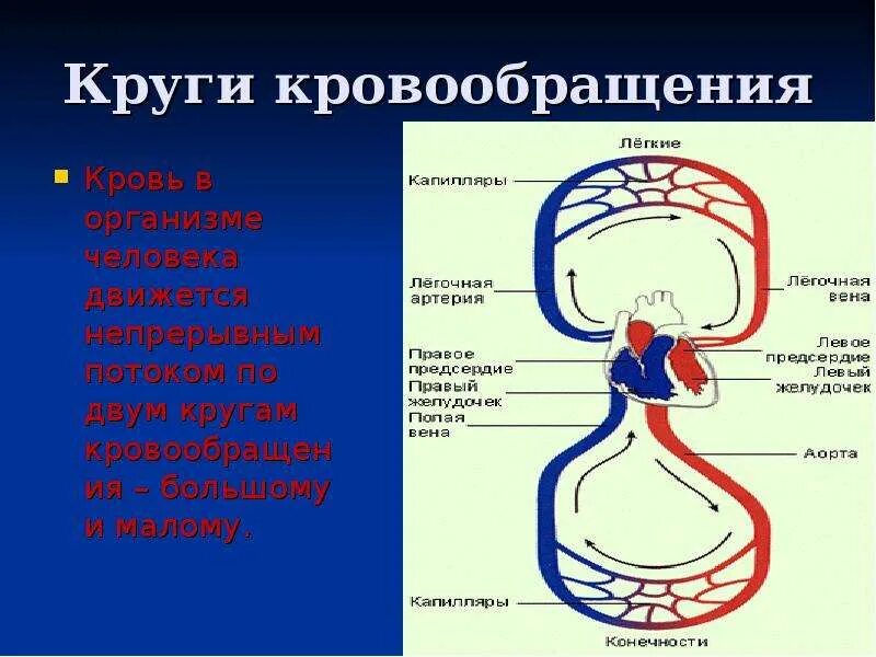 Второй круг кровообращения возник. Круги кровообращения. Большой круг кровообращения. Круги кровообращения схема. Большой и малый круг кровообращения.