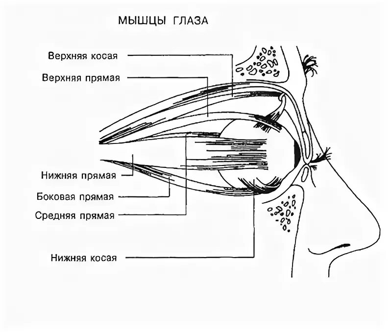 Больно шевелить глазами. Верхняя косая мышца глаза иннервация. Нижняя косая и верхняя косая мышца глаза. Верхняя косая мышца и блок в глазу. Прямая боковая мышца глаза иннервация.