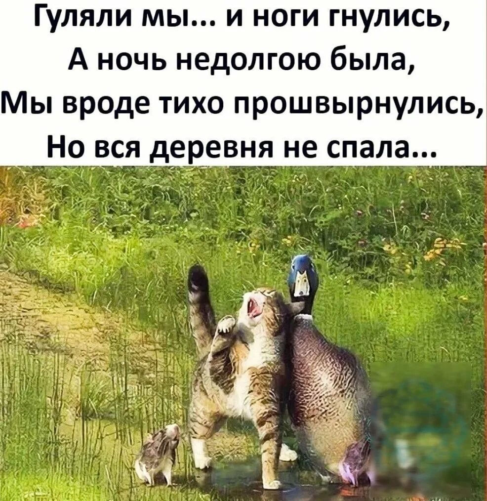 Я пока не гуляю. Я пока не гуляю. Собака мем. Я сижу дома. Предложение погулять.